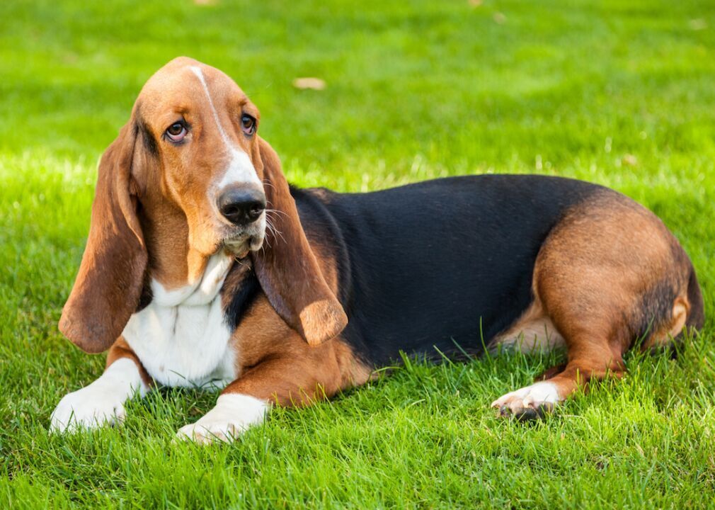 #11. Basset hounds